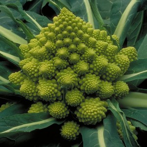 88_1ROMANESCO